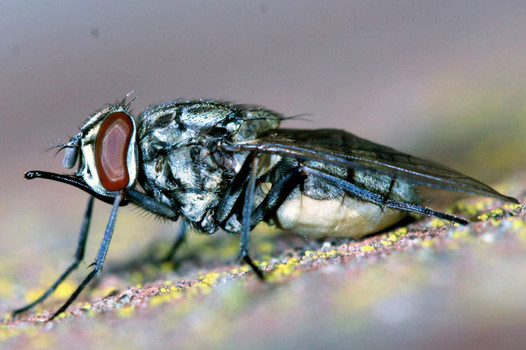 Fungi proven to be best organic fly control