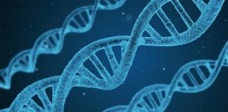 New research finds genetic defect linking PCOS and insulin resistance New research finds genetic defect linking PCOS and insulin resistance
