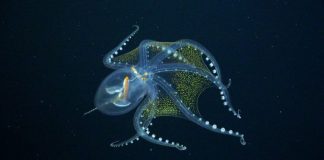 New research offers new insights into the timeline of mammal evolution New research offers new insights into the timeline of mammal evolution