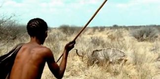 Preferred hunting method in man found to be millions of years old Preferred hunting method in man found to be millions of years old
