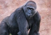 Research Highlights Diversity of the Gut Microbiome in Gorillas Research Highlights Diversity of the Gut Microbiome in Gorillas