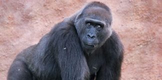 Research Highlights Diversity of the Gut Microbiome in Gorillas Research Highlights Diversity of the Gut Microbiome in Gorillas