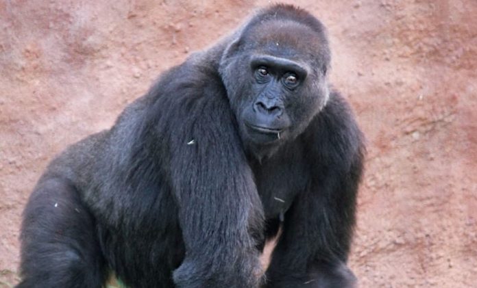 Research Highlights Diversity of the Gut Microbiome in Gorillas