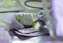 Research: How DNA is preserved in archaeological sediments for thousands of years Research: How DNA is preserved in archaeological sediments for thousands of years