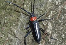 Research: Staying a step ahead of invasive insect species with computer simulations Research: Staying a step ahead of invasive insect species with computer simulations