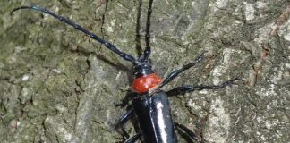 Research: Staying a step ahead of invasive insect species with computer simulations Research: Staying a step ahead of invasive insect species with computer simulations