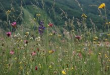 Research: Widespread plants displace rarer species across habitats Research: Widespread plants displace rarer species across habitats