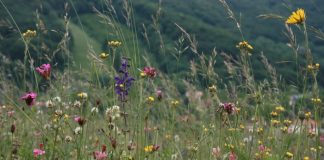 Research: Widespread plants displace rarer species across habitats Research: Widespread plants displace rarer species across habitats