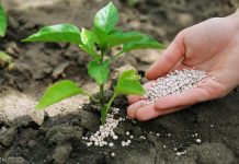 Research clarifies nitrogen’s impact on soil carbon sequestration Research clarifies nitrogen’s impact on soil carbon sequestration
