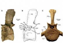 Researchers find first evidence of arthritis in Triassic reptiles Researchers find first evidence of arthritis in Triassic reptiles