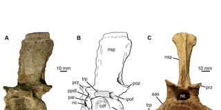 Researchers find first evidence of arthritis in Triassic reptiles Researchers find first evidence of arthritis in Triassic reptiles