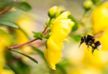 Researchers find that plants lure bees with caffeine Researchers find that plants lure bees with caffeine