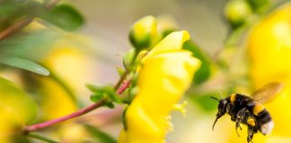 Researchers find that plants lure bees with caffeine Researchers find that plants lure bees with caffeine