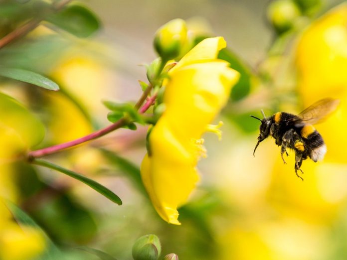Researchers find that plants lure bees with caffeine