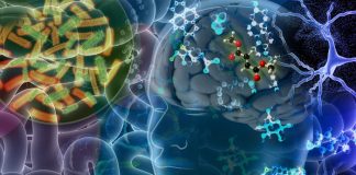 Researchers identify gut-derived metabolites that play a role in neurodegeneration Researchers identify gut-derived metabolites that play a role in neurodegeneration