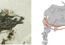 Scientists find fossil of extinct early bird that could stick out its tongue Scientists find fossil of extinct early bird that could stick out its tongue