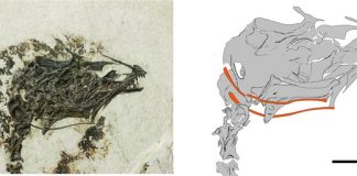 Scientists find fossil of extinct early bird that could stick out its tongue Scientists find fossil of extinct early bird that could stick out its tongue