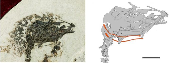 Scientists find fossil of extinct early bird that could stick out its tongue