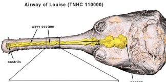 Study finds nasal problem plagued long-nosed crocodile relatives Study finds nasal problem plagued long-nosed crocodile relatives