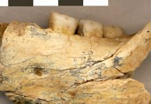 Ancient jawbone has a lot to say about human-Neanderthal relations Ancient jawbone has a lot to say about human-Neanderthal relations
