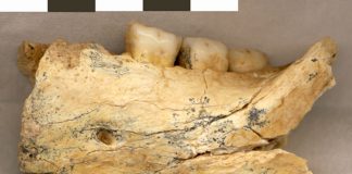 Ancient jawbone has a lot to say about human-Neanderthal relations Ancient jawbone has a lot to say about human-Neanderthal relations