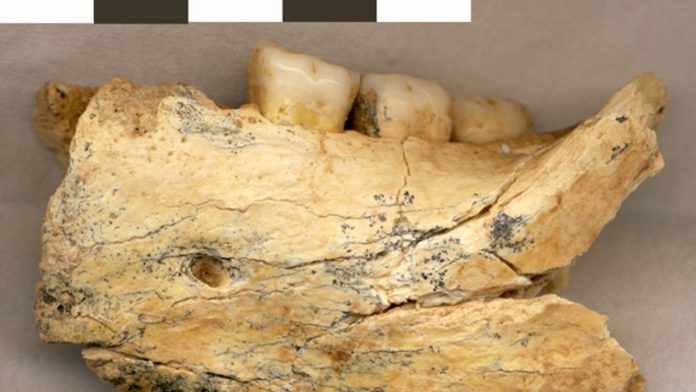 Ancient jawbone has a lot to say about human-Neanderthal relations