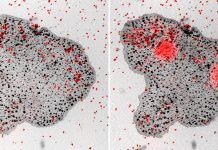 Digestion discovered in animal with no organs Digestion discovered in animal with no organs