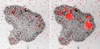 Digestion discovered in animal with no organs Digestion discovered in animal with no organs