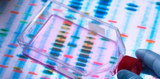 Geneticists turn mouse brains into primate brains Geneticists turn mouse brains into primate brains
