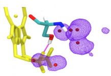 JU researchers study untypical haem properties in a mutated protein JU researchers study untypical haem properties in a mutated protein