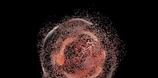 Programmed cell death shown to be 550 million years old Programmed cell death shown to be 550 million years old