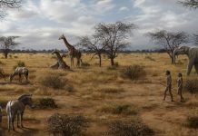 Research calls into question the importance of meat eating in shaping our evolution Research calls into question the importance of meat eating in shaping our evolution