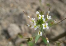 Research challenges evolutionary theory that DNA mutations are random Research challenges evolutionary theory that DNA mutations are random