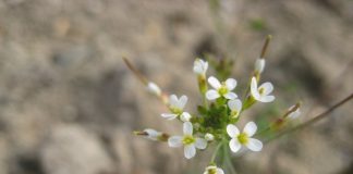 Research challenges evolutionary theory that DNA mutations are random Research challenges evolutionary theory that DNA mutations are random