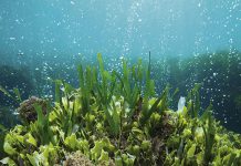 Research examines the effects of ocean acidification on phytoplankton’s energy stores Research examines the effects of ocean acidification on phytoplankton’s energy stores