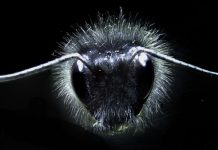 Researchers discover how bumblebees detect electric fields Researchers discover how bumblebees detect electric fields