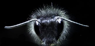 Researchers discover how bumblebees detect electric fields Researchers discover how bumblebees detect electric fields