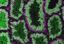 Researchers expand CRISPR-Cas9 genetic inheritance control in mammals Researchers expand CRISPR-Cas9 genetic inheritance control in mammals