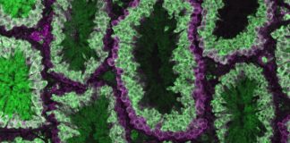 Researchers expand CRISPR-Cas9 genetic inheritance control in mammals Researchers expand CRISPR-Cas9 genetic inheritance control in mammals