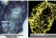 Researchers uncover the distribution and physiological role of planteose Researchers uncover the distribution and physiological role of planteose