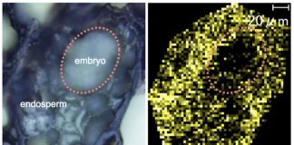 Researchers uncover the distribution and physiological role of planteose Researchers uncover the distribution and physiological role of planteose