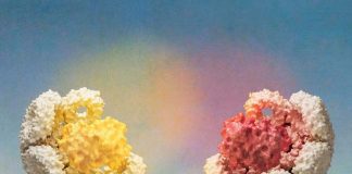 Researchers unveil programmable biological cages Researchers unveil programmable biological cages