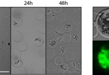 Scientists develop novel microscopic picoshell particles Scientists develop novel microscopic picoshell particles