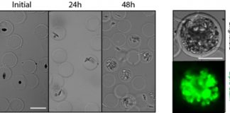 Scientists develop novel microscopic picoshell particles Scientists develop novel microscopic picoshell particles