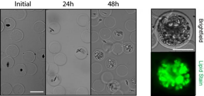 Scientists develop novel microscopic picoshell particles