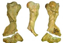 Scientists discover fossil of new species of pangolin in Europe Scientists discover fossil of new species of pangolin in Europe