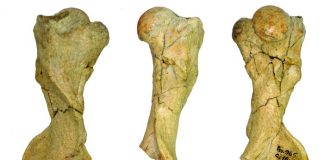 Scientists discover fossil of new species of pangolin in Europe Scientists discover fossil of new species of pangolin in Europe