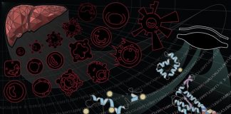 Scientists identify proteins that could predict liver transplant rejection Scientists identify proteins that could predict liver transplant rejection