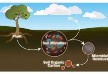 Scientists seek to better understand role of individual soil microorganisms Scientists seek to better understand role of individual soil microorganisms