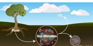 Scientists seek to better understand role of individual soil microorganisms Scientists seek to better understand role of individual soil microorganisms